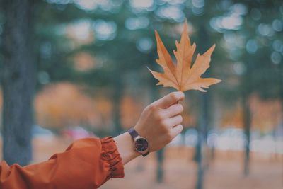 Close-up of hand holding maple leaves during autumn