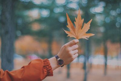 Close-up of hand holding maple leaf during autumn