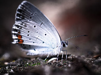 Close-up of white butterfly