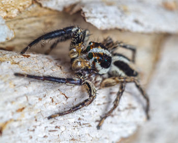 A macro-photo  of a mail jumping  spider 