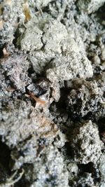 Close-up of lizard on rock