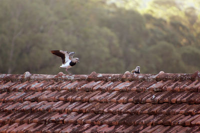 Bird flying over roof