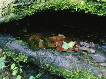 High angle view of grass and leaves in water