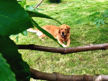 View of a dog on field