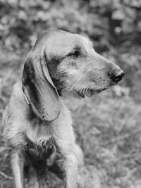 Close-up of dog on field