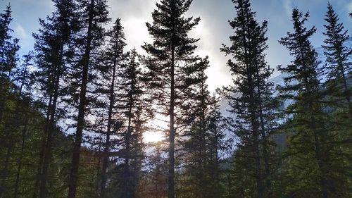 Low angle view of trees in forest against sky