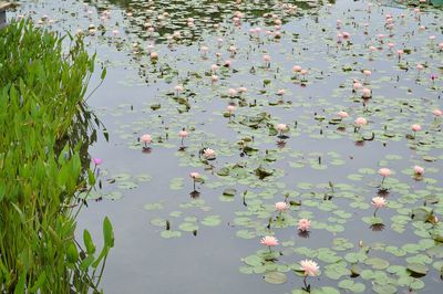 High angle view of water lily in lake