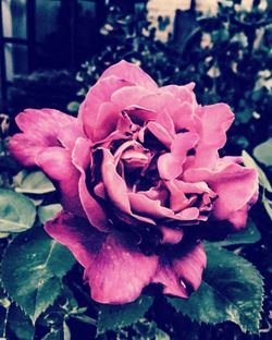 Close-up of rose blooming outdoors