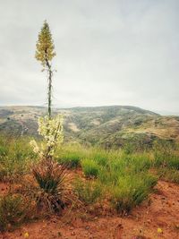 Scenic view of land against sky