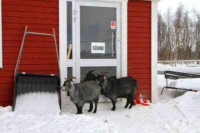 Queuing in front of the shop
