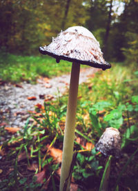 Close-up of mushroom growing on field