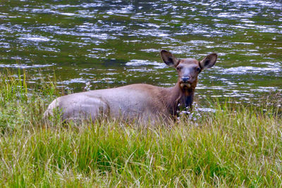 Portrait of horse on field by lake