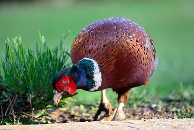 Close up of a male pheasant looking for food on the ground 