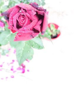 Close-up of pink rose