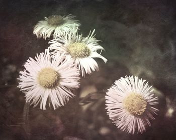 Close-up of white daisy flowers