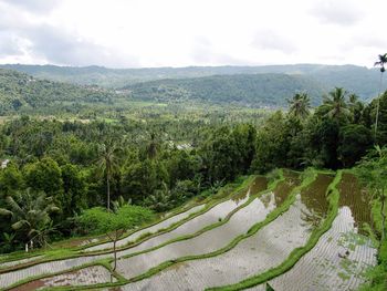 Scenic view of agricultural field against sky