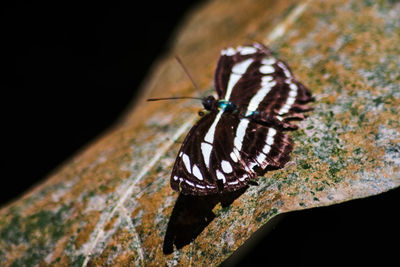 Close-up of butterfly perching on leaf