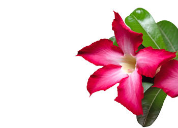 Close-up of pink flowering plant against white background