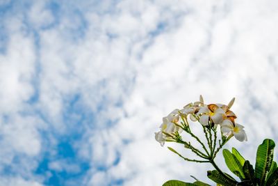 Low angle view of yellow flowering plant against sky