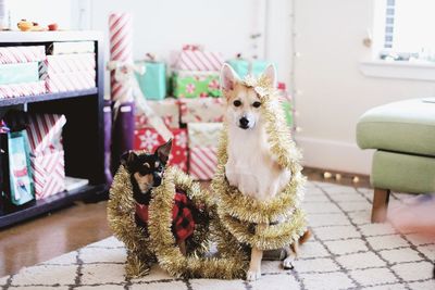 Portrait of dogs sitting at home