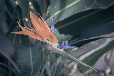 Close-up of red flowering plant