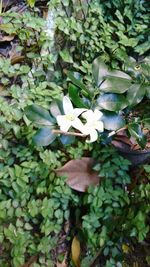 Close-up of flowers blooming on plant