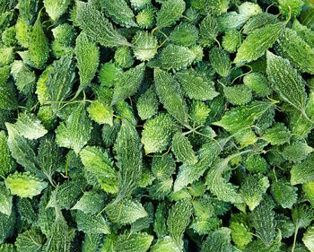 Full frame shot of green plant