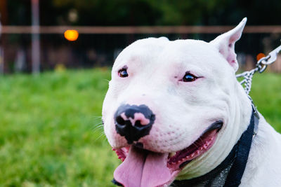 Close-up portrait of dog sticking out tongue