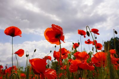 Close-up of red poppies growing on field against sky