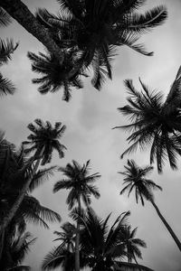 Low angle view of palm trees against sky