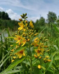 Close-up of yellow flowering plant on field