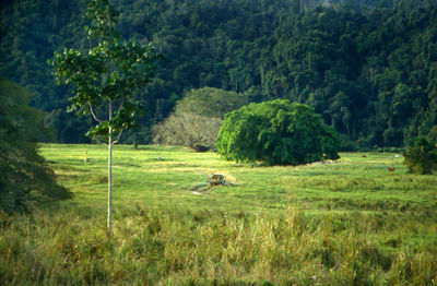 View of sheep on grassy field