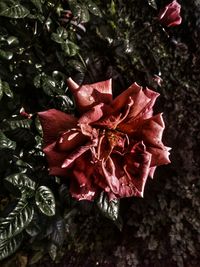Close-up of red flower