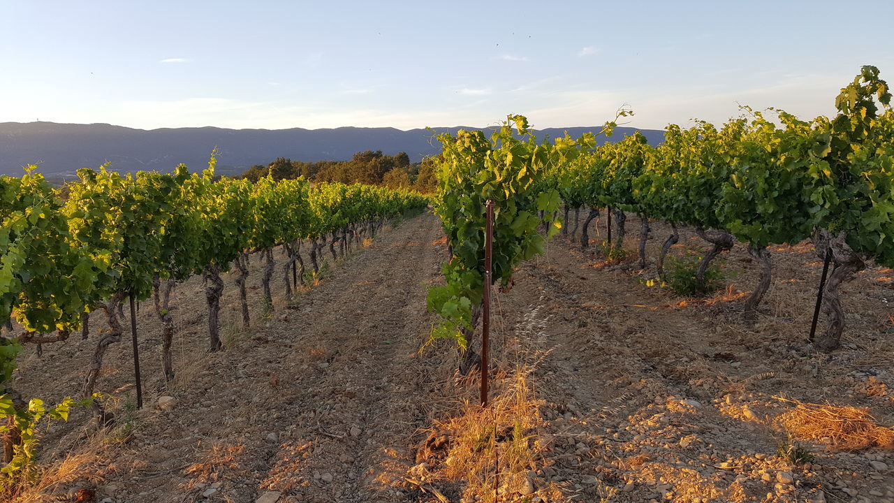 agriculture, vineyard, crop, growth, grape, winemaking, farm, field, rural scene, wine, nature, cultivated land, plant, scenics, winery, vine - plant, landscape, tranquility, green color, cultivated, beauty in nature, fruit, no people, outdoors, day, sky, freshness