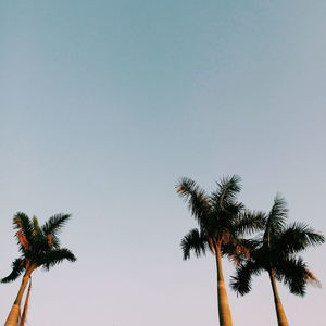 Low angle view of palm trees against clear sky