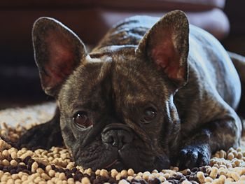 Close-up portrait of a dog