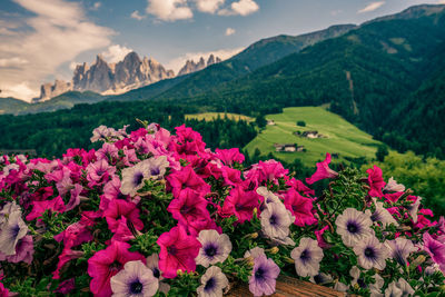 Balcony flowers and panoramic view of the dolomites, italy.