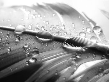 Close-up of raindrops on windshield