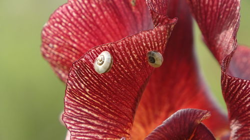 Close-up of red rose flower