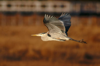 Close-up of a bird flying