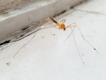 Close-up of insect on floor