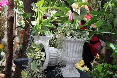 Close-up of potted plants in greenhouse