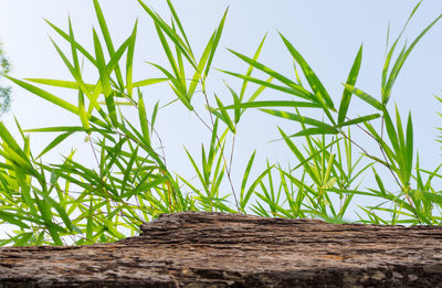 Plants growing on field against sky