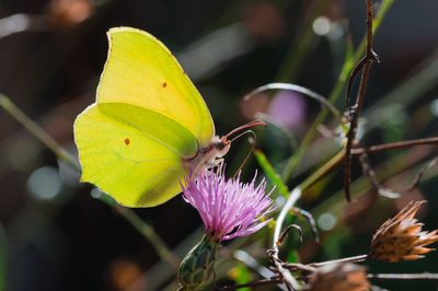 Close-up of butterfly pollinating on flower