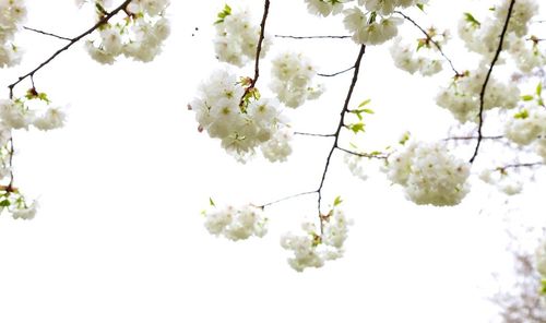 Low angle view of cherry blossoms