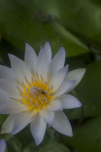 Close-up of white flowers blooming outdoors