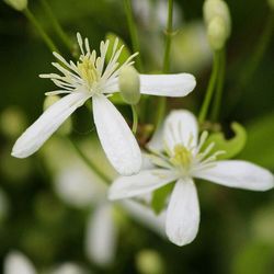 Close-up of white flowers blooming outdoors