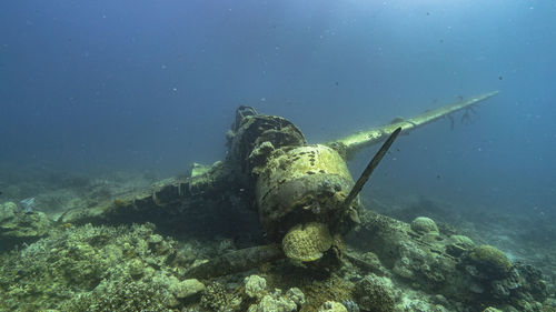 Fish swimming in sea