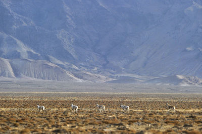 Scenic view of animals in desert against mountain