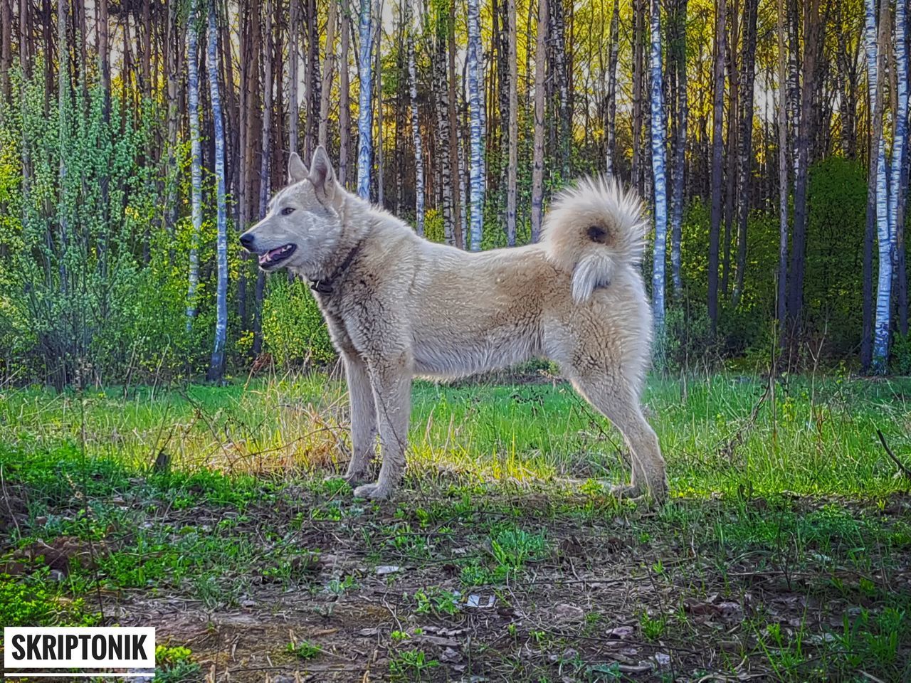 DOG STANDING IN FIELD